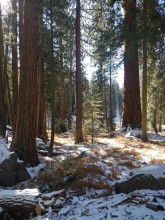 Sequoia et Kings Canyon National Park,Californie