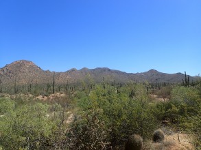 Saguaro National Park, Arizona